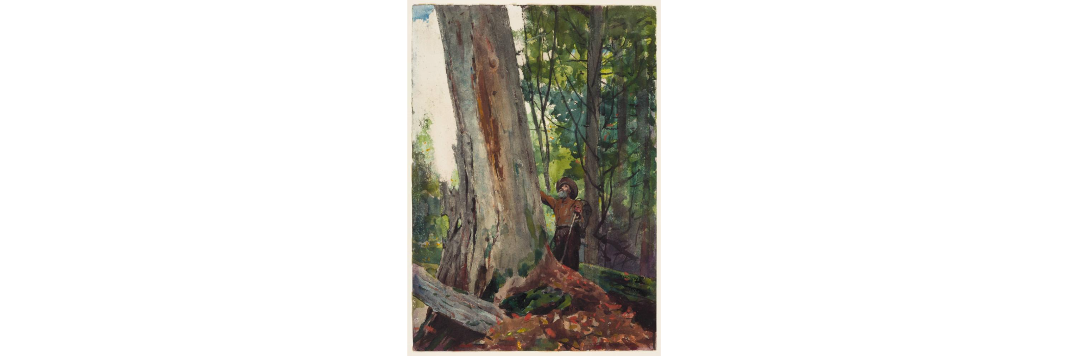 watercolor of old logger with an axe looking up at a large old-growth tree